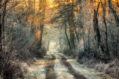 Winterweg im Spreewald 