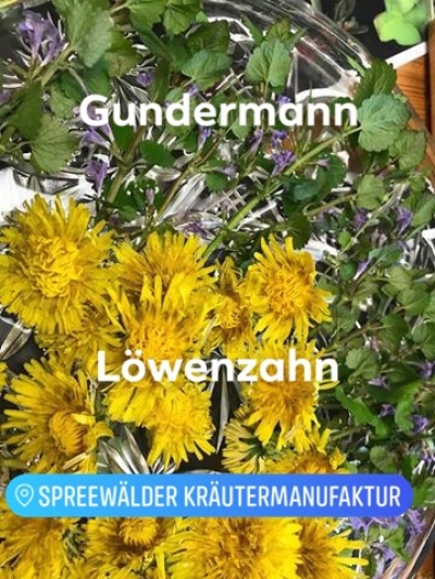 Löwenzahn &amp; Gundermann