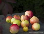 Äpfel im Spreewald
