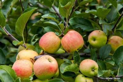 Apfelküche im Spreewald